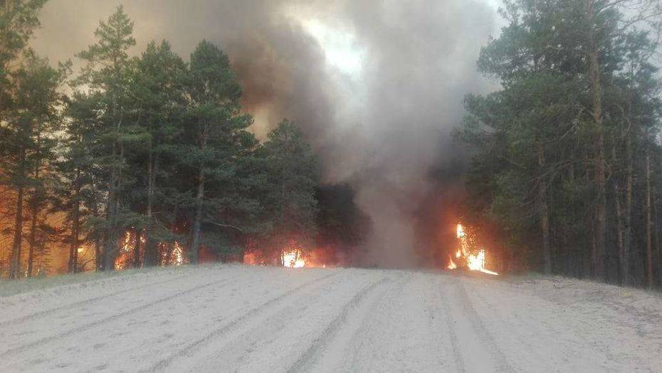 В Семее бушует лесной пожар, его тушат 130 человек