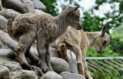 Фото Almaty ZOO / Facebook