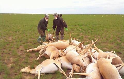 На месте гибели сайгаков в Костанайской области нашли НЛО