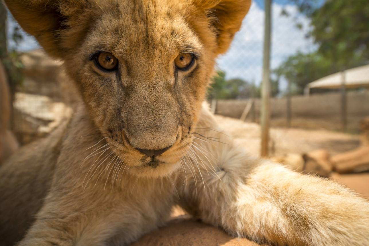 Львёнок в Lion Park