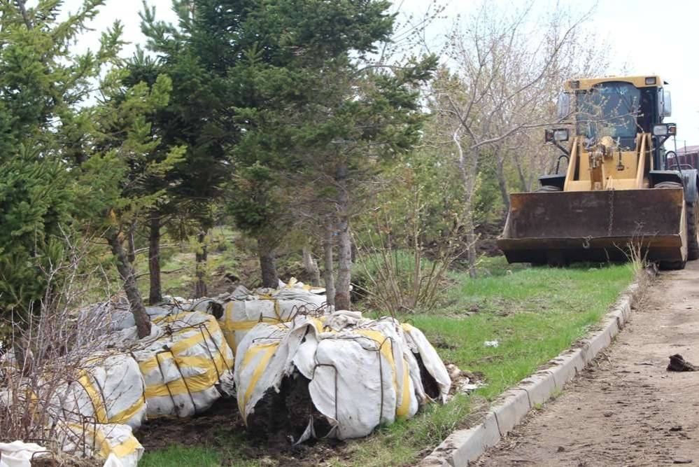 Пересадка деревьев в парке "Буревестник"