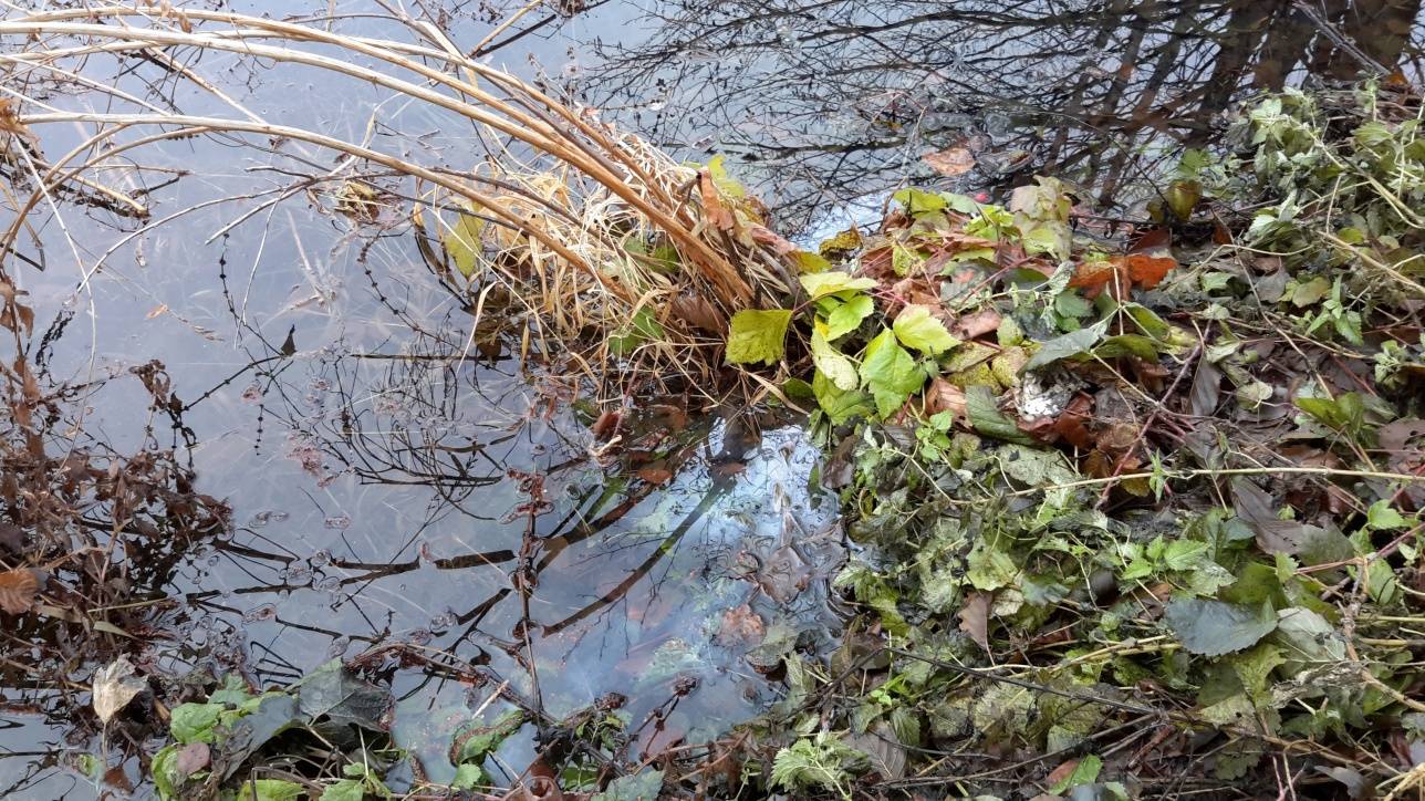 Местные жители хотят понять, откуда в водоёмах взялись стоки