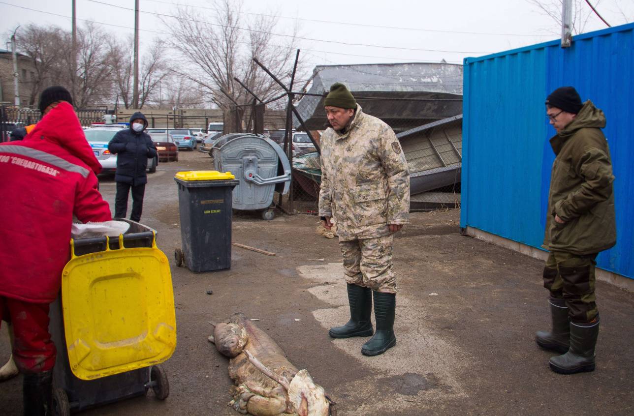 Нурлан Ногаев с инспекцией на базе, в которой проводят процедуру взвешивания мертвой рыбы