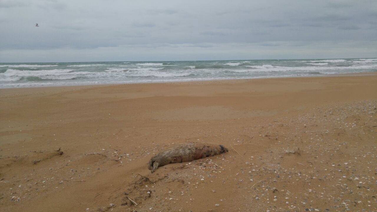 Мор тюленей в Каспийском море