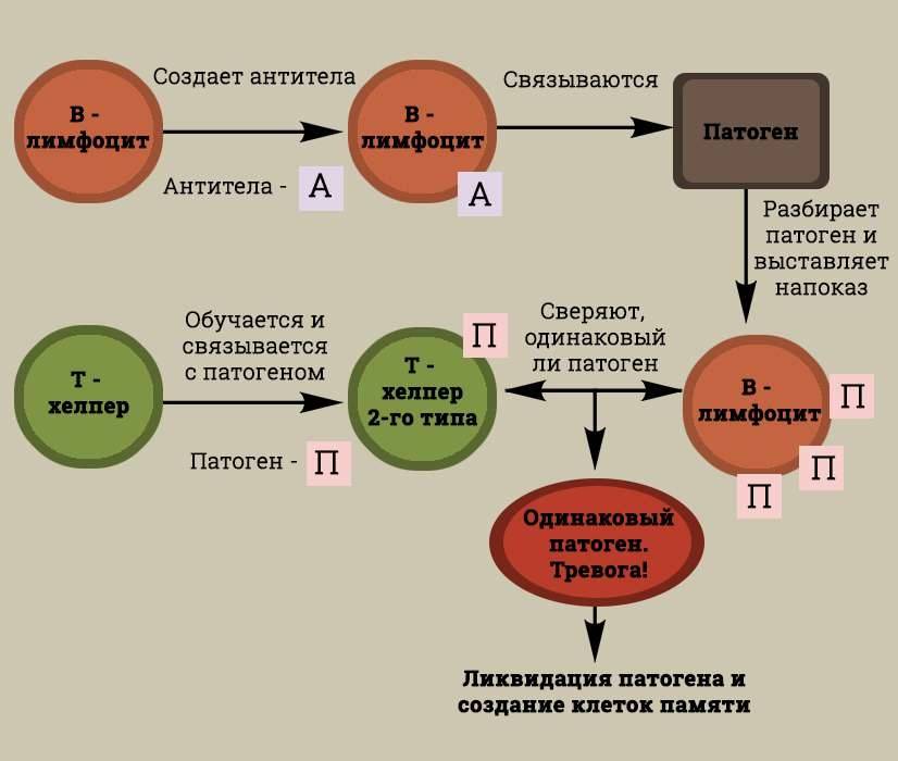 Схема гуморального ответа