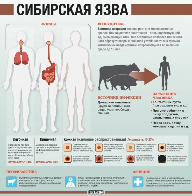 Инфографика заражения сибирской язвой