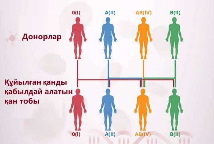 Әр қан тобы өзі қабылдайтын қан тобы бар адамдарға ғана құйылады