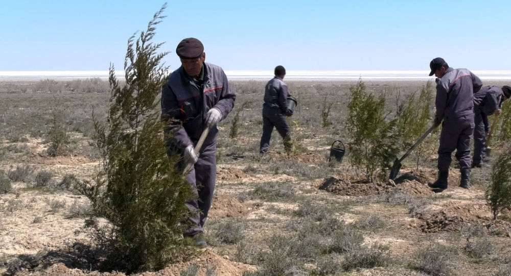 На высохшем дне Аральского моря высаживают саксаул