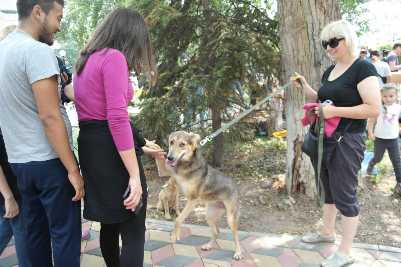 Ит мен мысықты олардың терісін пайдалану, етін өңдеу, сату, тұтыну үшін өсіруге не болмаса аулауға болмайды