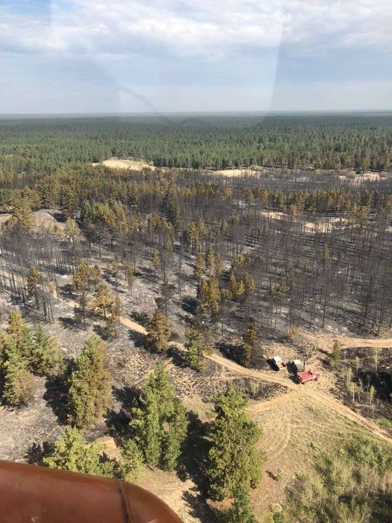 300 га леса сгорела в Семее