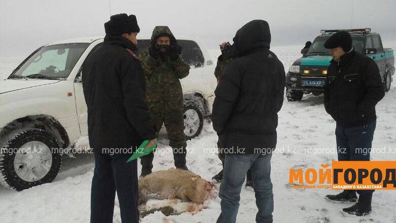 Полицейские везли в багажнике автомобиля тушу сайги и спиленные рога