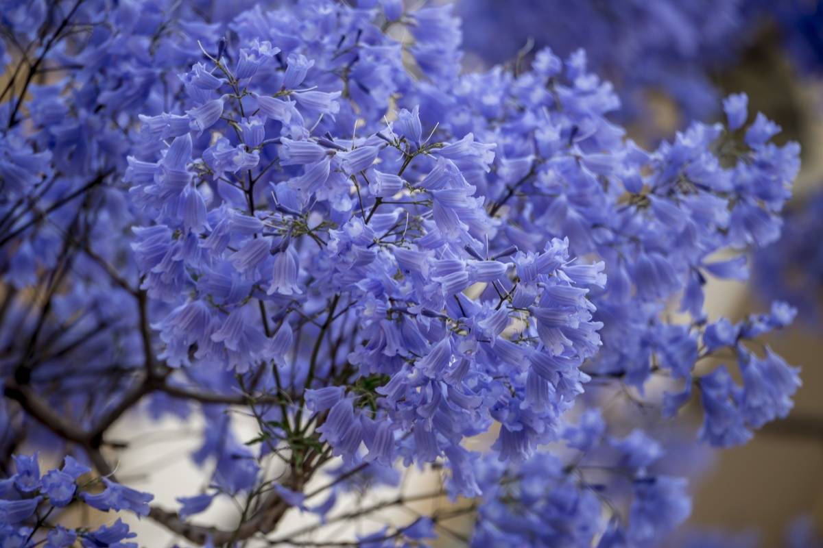 Соцветия жакаранды мимозолистной (лат. Jacaranda mimosifolia)