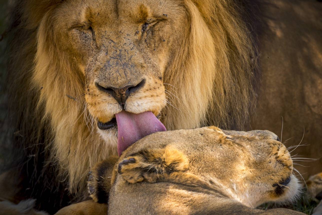 Лев вылизывает львицу в Lion Park