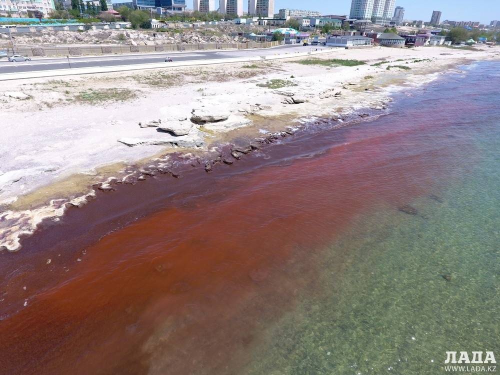 Красные водоросли прибило к берегу