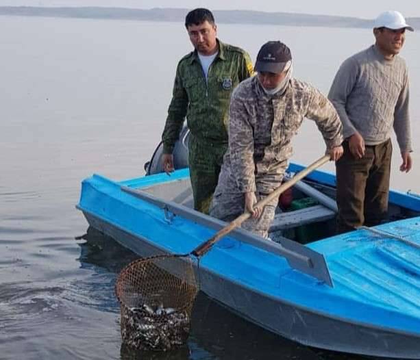 При визуальном осмотре у некоторых рыб видны изменения чешуйчатого покрова