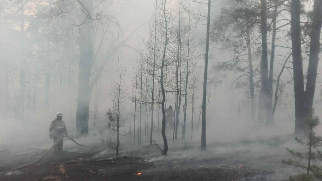 Температура воздуха в лесной зоне составляла 27 градусов выше нуля