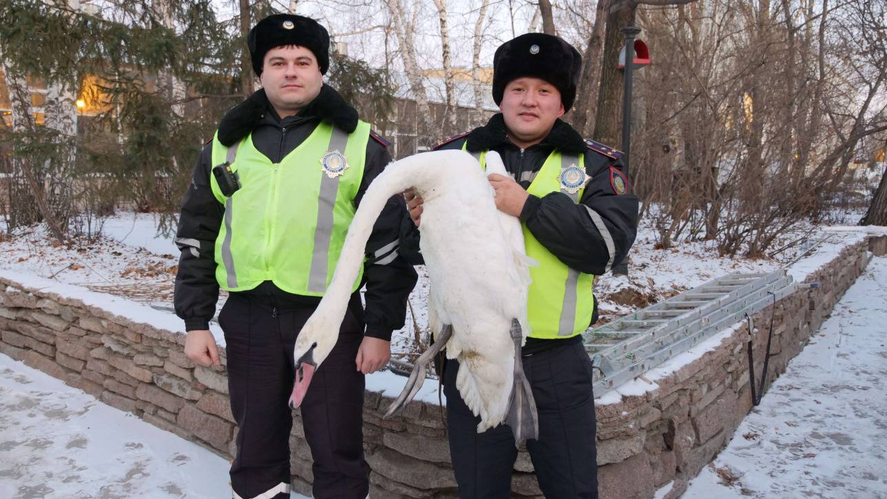 Полицейские спасли лебедя