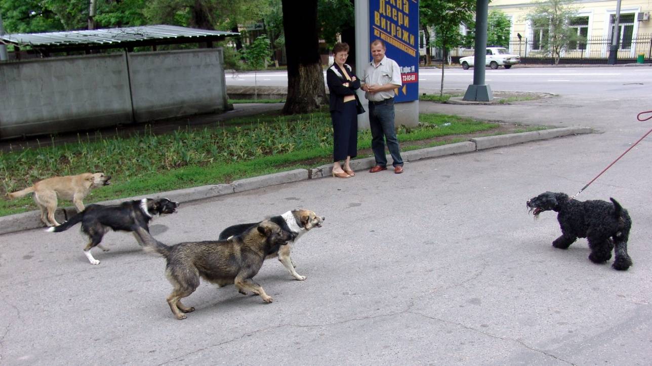 Бродячие собаки