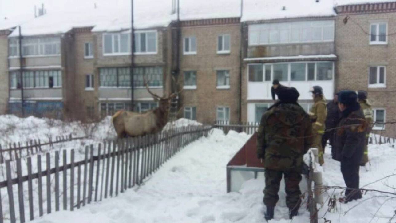 Поначалу животное вело себя дружелюбно и не агрессивно