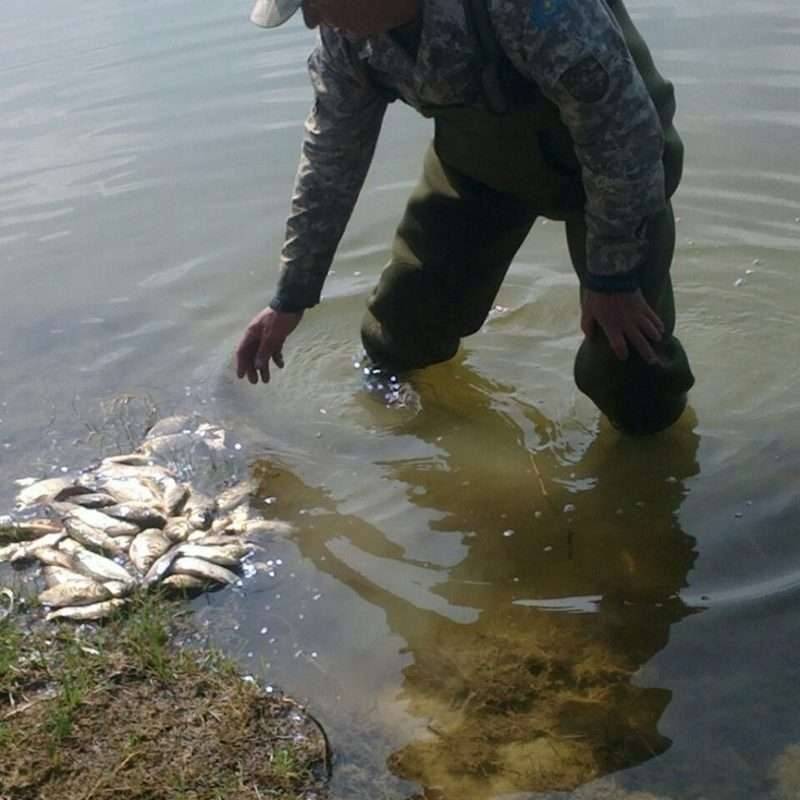 Рыбу в мелких реках можно ловить прямо руками