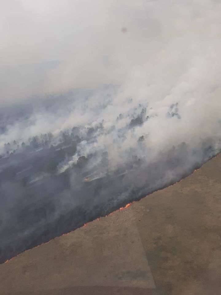 Пожар хвойного леса в ВКО 