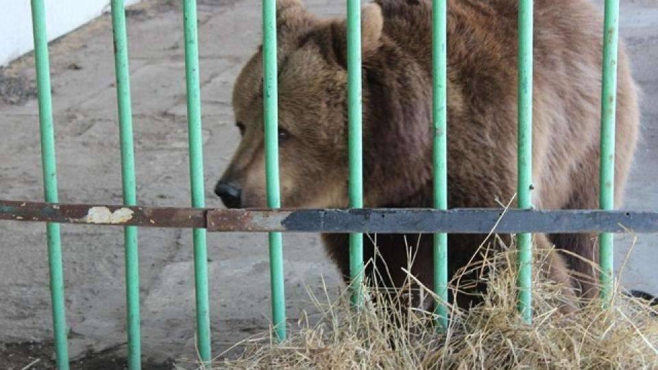 Медведица Катя жила в колонии 15 лет