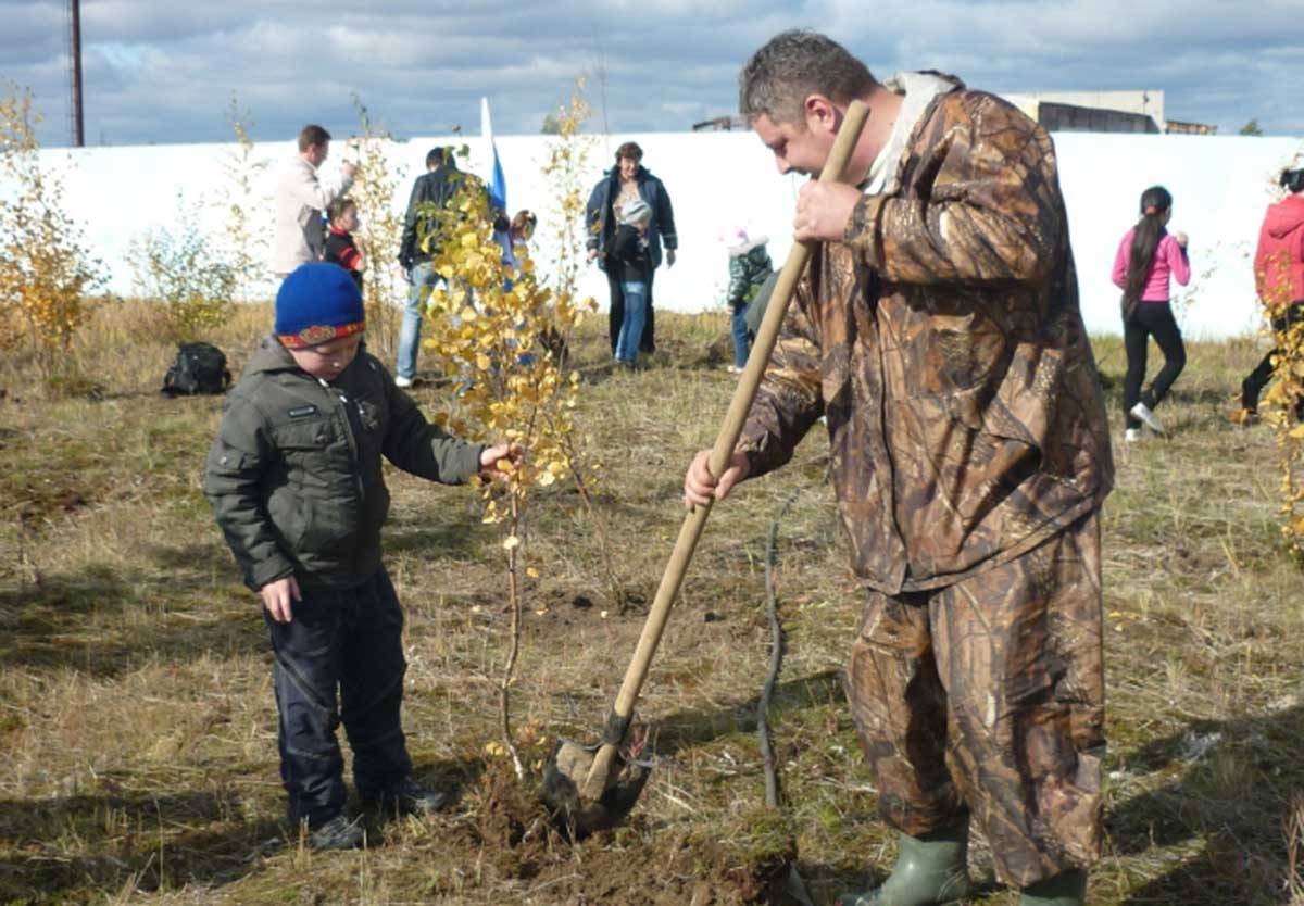 Посадка деревьев