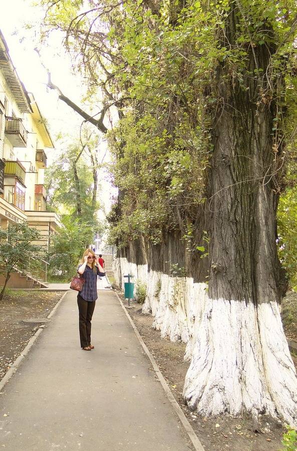 Главная угроза для города-сада – старение не деревьев, а жителей