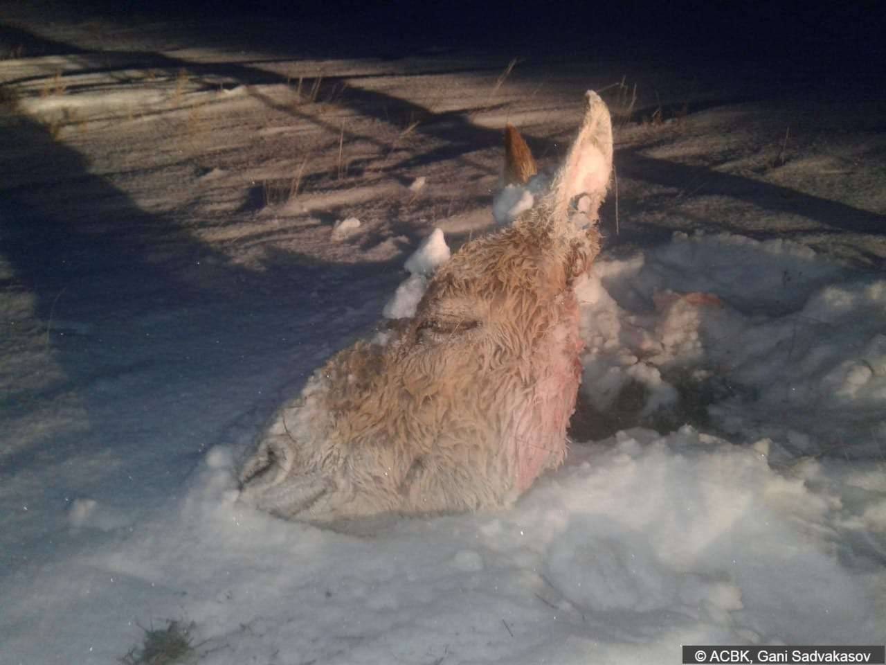 Останки найденного кулана