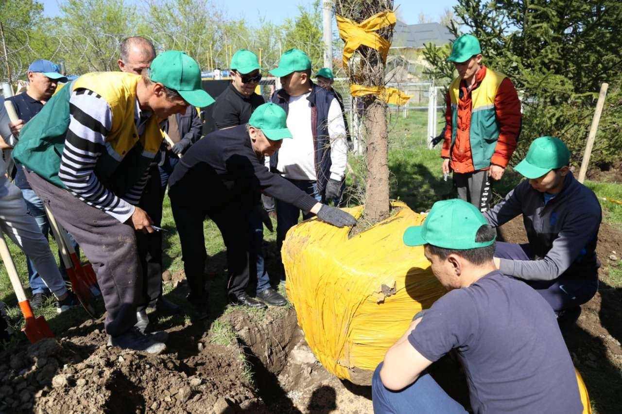 Высадили десятки саженцев различных пород.